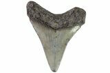 Juvenile Megalodon Tooth - Georgia #83702-1